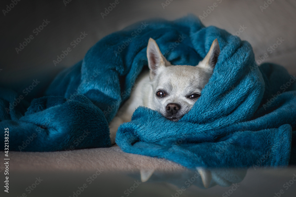 White chihuahua puppy in a blue soft blanket