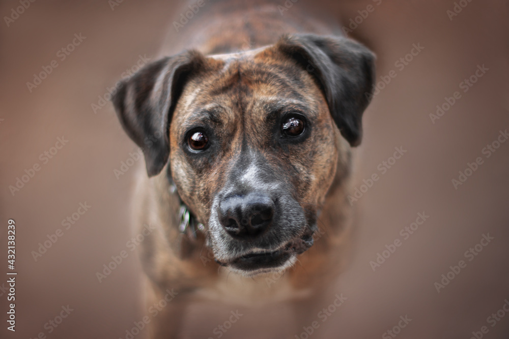 close up of a beautiful brown dog