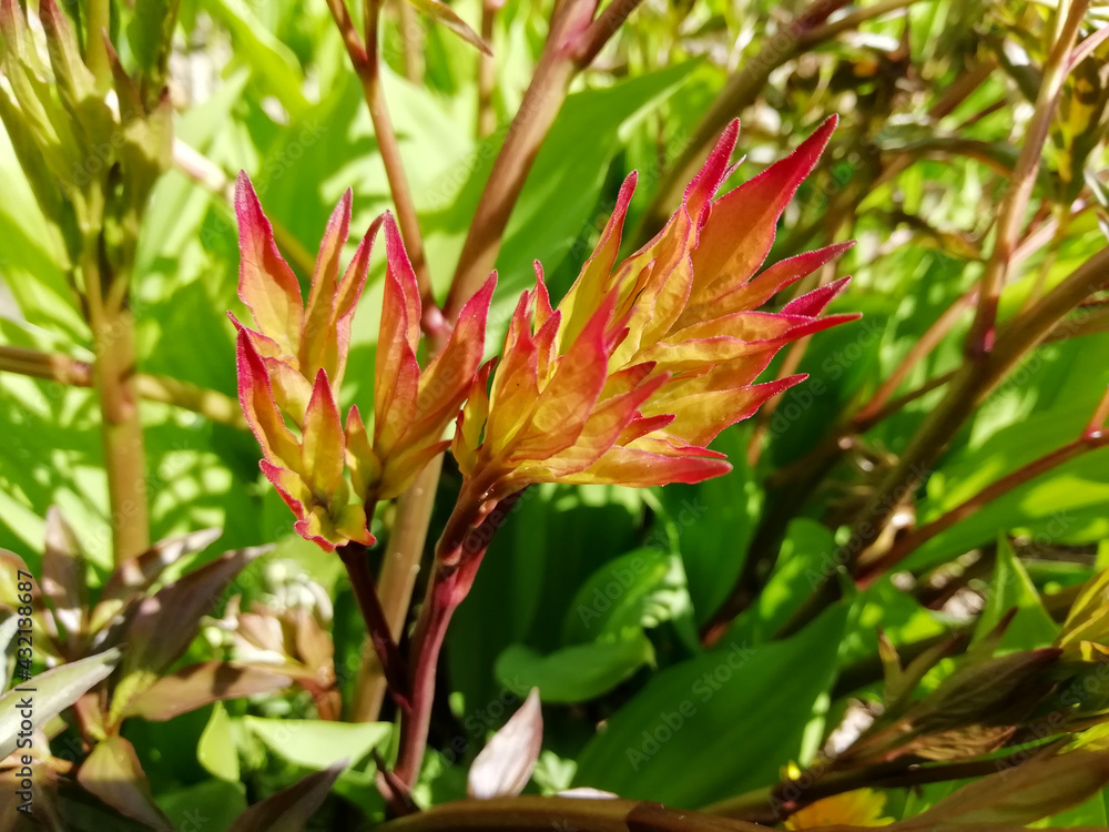 Obraz premium peony bush leaves, natural background