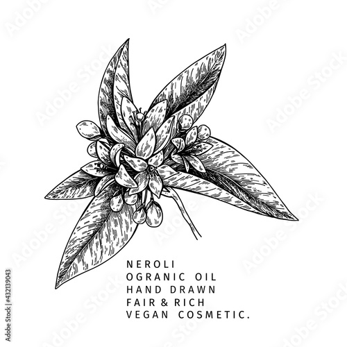 Hand drawn neroli branch. Vector floral engraved illustration. Cosmetic and medical essential oil. Citrus orange blossom. Cosmetic package design, medicinal herb, treating, aromatherapy.