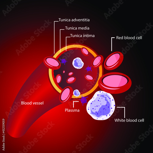 Blood Cells Flowing through Artery, White Cells, Plasma Cells
