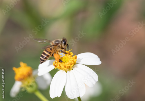 Bee collecting honey on nature flower - Macro Photography Series © AungMyo