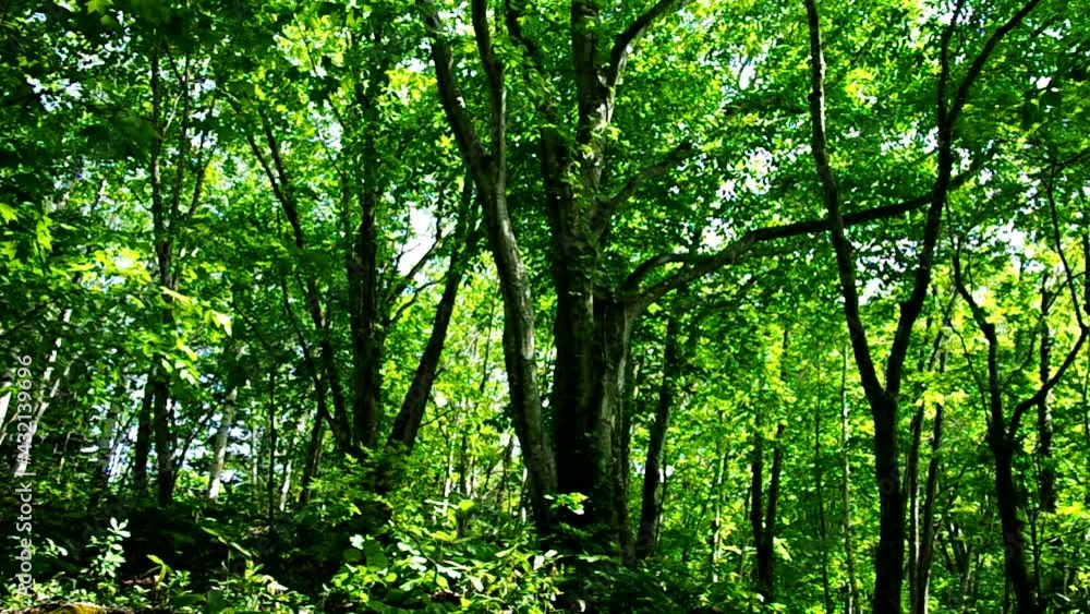 春の明るい新緑の林立するブナの木々 春の明るい新緑の林立するブナの木々