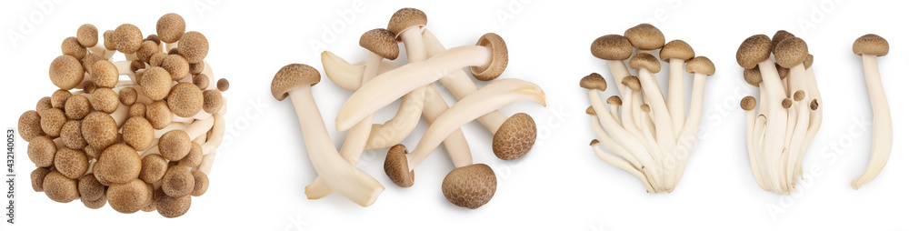 Brown beech mushrooms or Shimeji mushroom isolated on white background. Set or collection Brown beech mushrooms or Shimeji mushroom isolated on white background. Set or collection