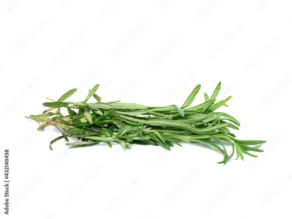 fresh sprig of rosemary with green leaves isolated on white background fresh sprig of rosemary with green leaves isolated on white background