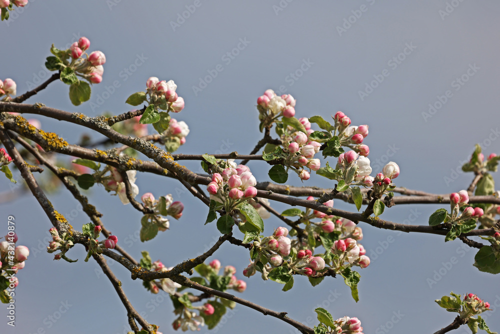 Flowers of the fruit trees on a spring day Flowers of the fruit trees on a spring day