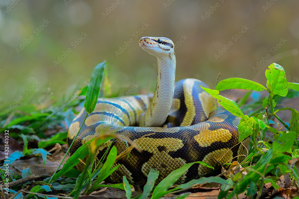 Fototapeta premium Python in the tropocal garden / snake