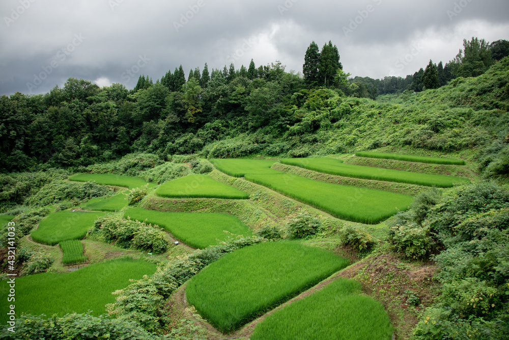 Fototapeta premium 稲生い茂った緑の棚田