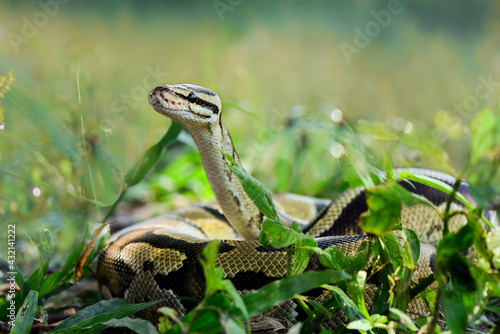 Schilderij op canvas Python  in the  tropocal garden / snake