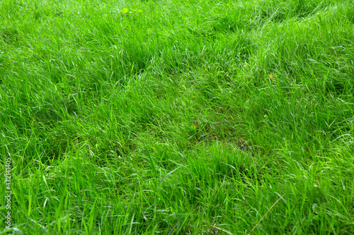 Green grass background. Fresh bright green grass on a sunny day. Close up. Green grass in the park