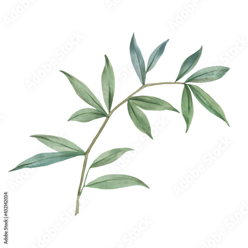 Branch with green leaves. Watercolor illustration. Leaves on a branch isolate on a white background. Abstract botanical drawing.