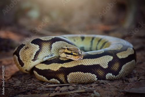 Python in the tropocal garden / snake