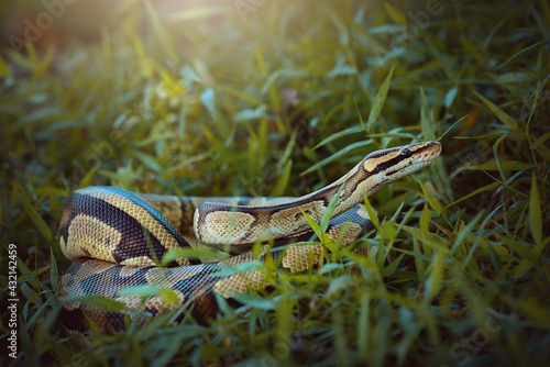 Python  in the  tropocal garden / snake photo