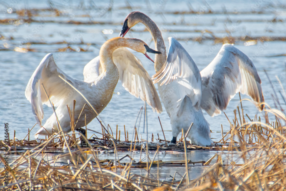 Fototapeta premium White swans fighting for the female