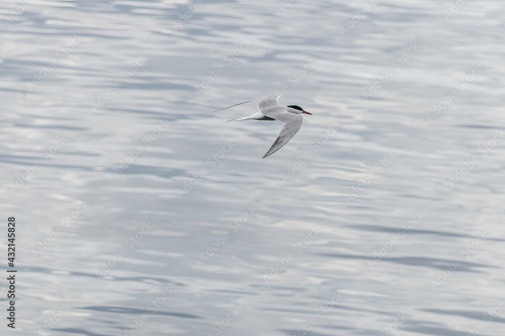 ULSTEINVIK, NORWAY - 2020 MAY 21. Adult common tern in flight on sea background ULSTEINVIK, NORWAY - 2020 MAY 21. Adult common tern in flight on sea background