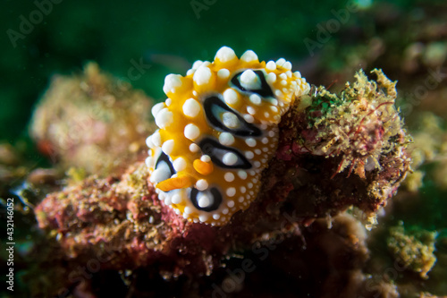 Bright yellow and white Ocelated Phyllidia nudibranch (Phyllidia ocellata) a sea slug, a dorid nudibranch near Anilao, Philippines.  Underwater photography and travel.