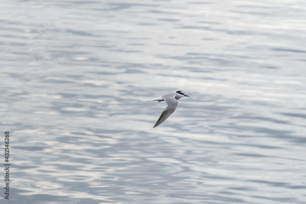 ULSTEINVIK, NORWAY - 2020 MAY 21. Adult common tern in flight on sea background ULSTEINVIK, NORWAY - 2020 MAY 21. Adult common tern in flight on sea background