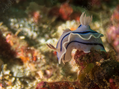 Chromodoris Lochi, commonly known as Lochs's Chromodoris in a tropical coral reef near Anilao, Philippines.  Underwater photography and travel.