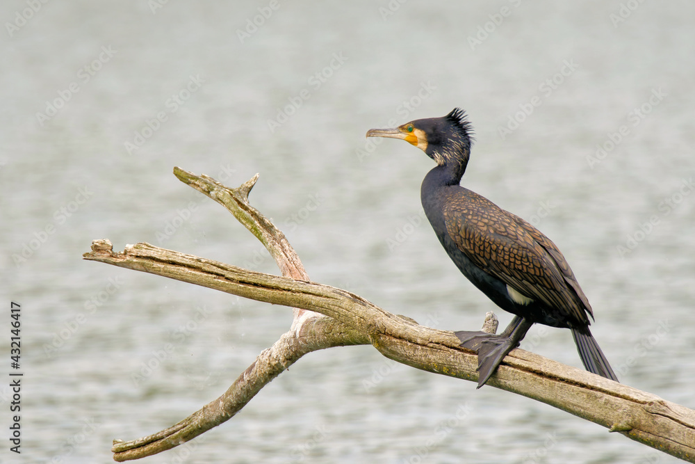 Obraz premium Kormoran