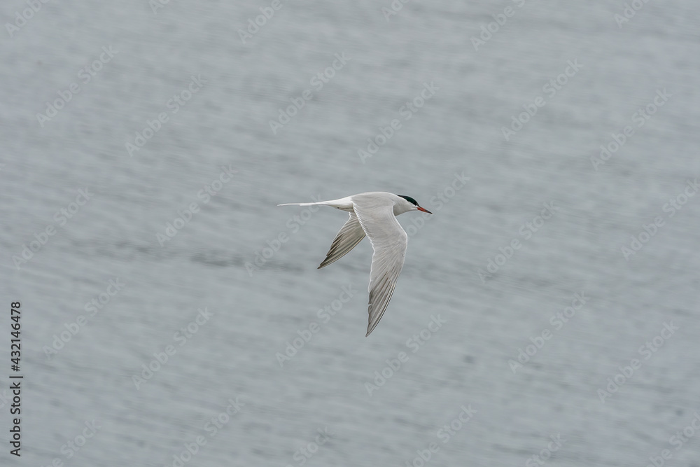 ULSTEINVIK, NORWAY - 2020 MAY 21. Adult common tern in flight on sea background ULSTEINVIK, NORWAY - 2020 MAY 21. Adult common tern in flight on sea background