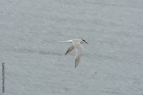 ULSTEINVIK, NORWAY - 2020 MAY 21. Adult common tern in flight on sea background