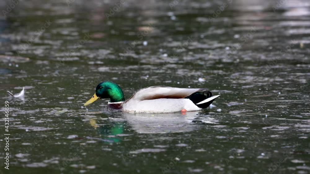 The mallard or wild duck, Anas platyrhynchos is a dabbling duck which breeds throughout the temperate and subtropical Americas, Eurasia, and North Africa. Here swimming on a lake in Munich, Germany. The mallard or wild duck, Anas platyrhynchos is a dabbling duck which breeds throughout the temperate and subtropical Americas, Eurasia, and North Africa. Here swimming on a lake in Munich, Germany.