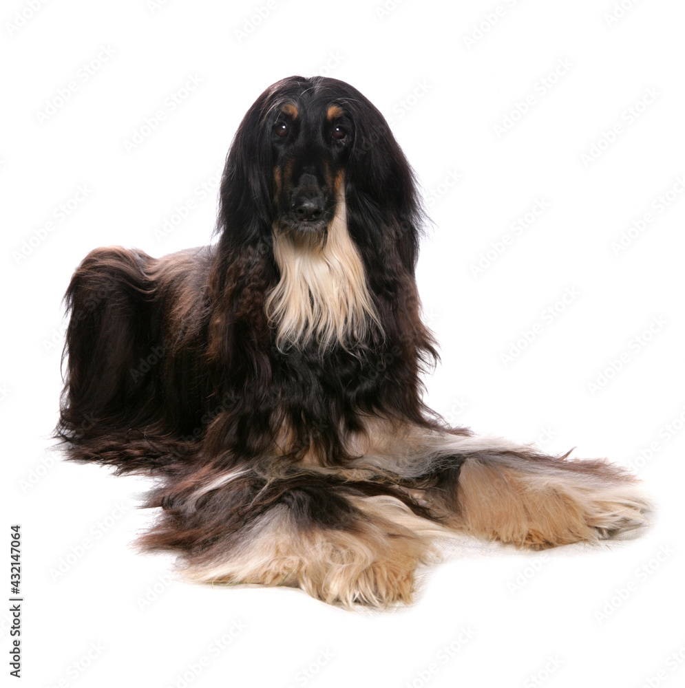 Afghan Hound dog laying isolated on a white background Afghan Hound dog laying isolated on a white background