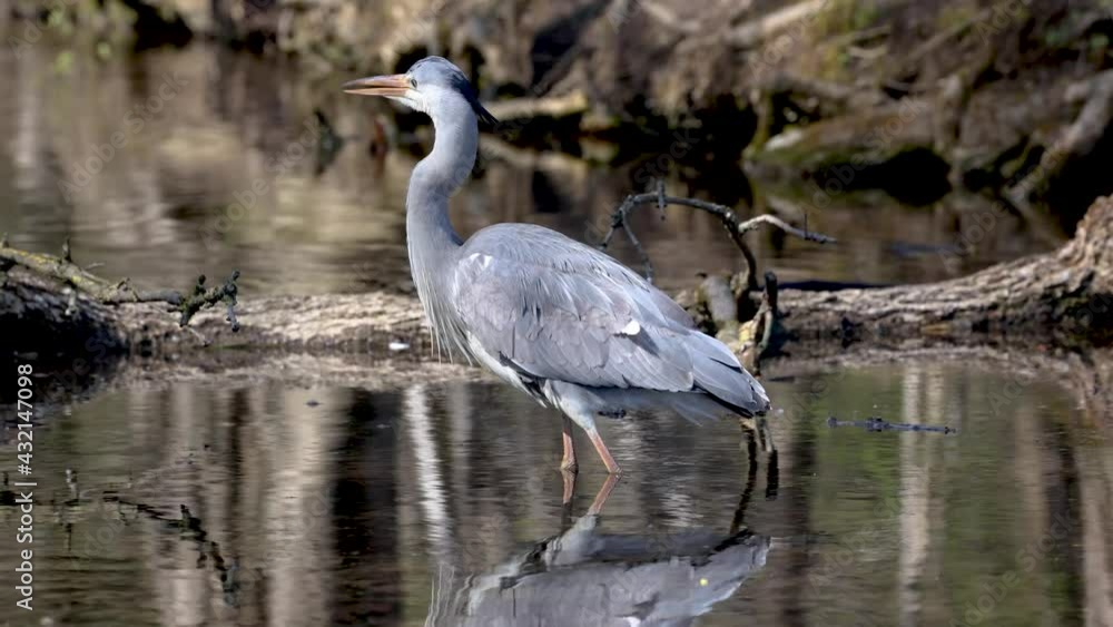 Grey heron, Ardea cinerea, a massive gray bird wading through a flat lake searching for fish, with fluffy feathers, large beak, long feathers on back side of head, scene from wild nature Grey heron, Ardea cinerea, a massive gray bird wading through a flat lake searching for fish, with fluffy feathers, large beak, long feathers on back side of head, scene from wild nature