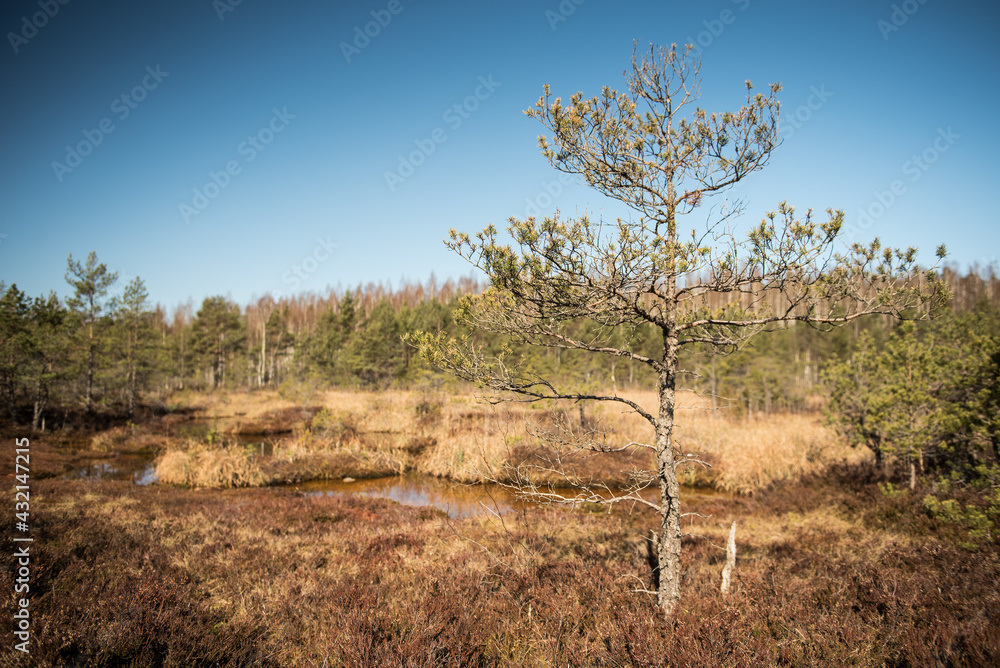Pine by the sulfur ponds in swamp, Kemeri, Latvia.