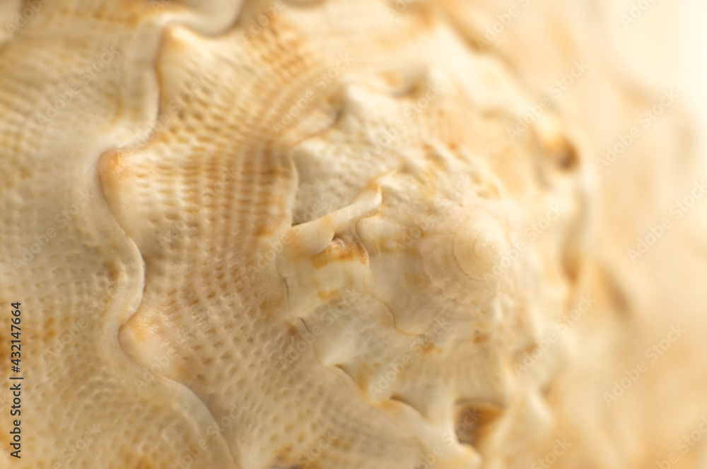 Beautiful seashell close-up. spiral seashells macro background. Beautiful seashell close-up. spiral seashells macro background.