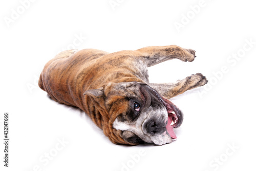 English Bulldog laying playing isolated on a white background