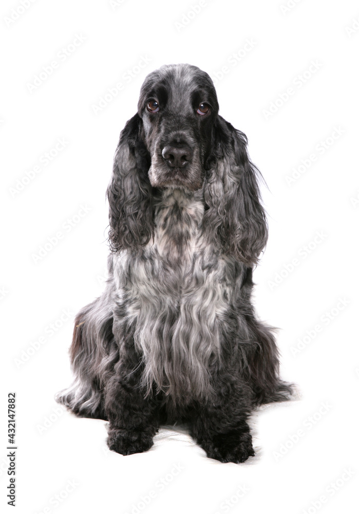 English cocker spaniel dog sitting isolated on a white background English cocker spaniel dog sitting isolated on a white background