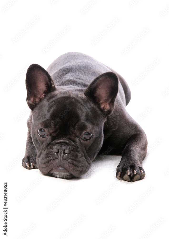 Black French Bulldog laying on a white background