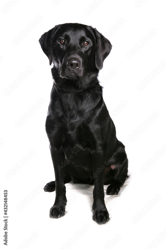 Black Labrador Retriever dog sitting isolated on a white background Black Labrador Retriever dog sitting isolated on a white background