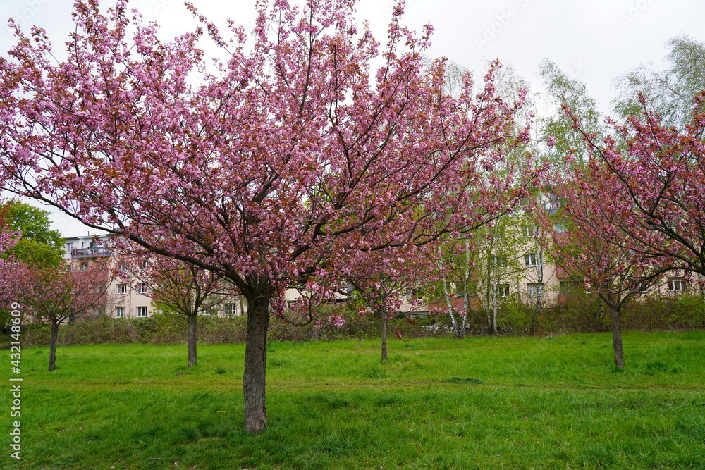 Naklejka premium Kirschblüte am Berliner Mauerweg in Teltow