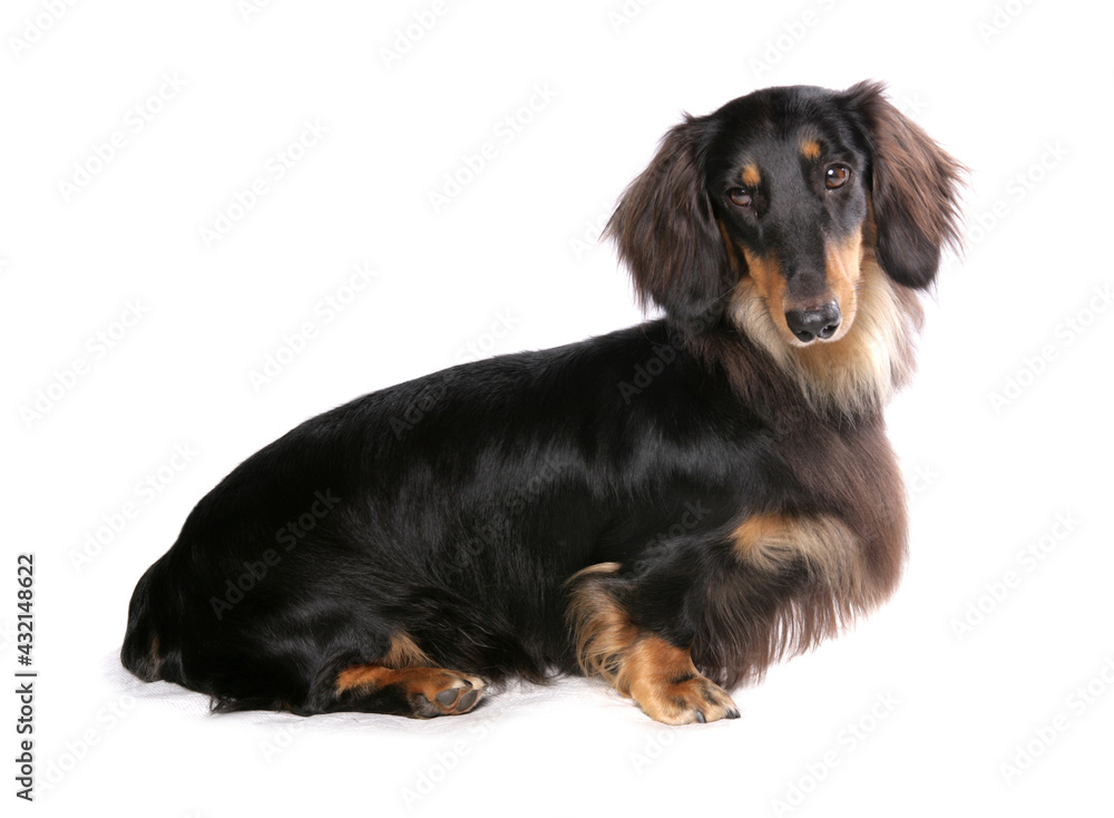 Longhaired Standard Dachshund dog isolated on a white background Longhaired Standard Dachshund dog isolated on a white background