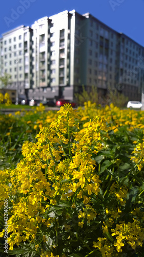 Blooming Barbarea vulgaris on blurred residential building background. Yellow flowers. Fresh air concept. Comfortable urban environment. Real city life. Green ecology area. Real estate. Summer.