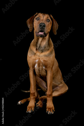 Rhodesian Ridgeback 2