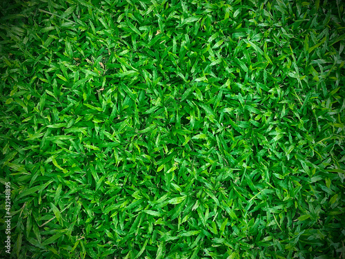 Green grass background field area It is a grass that looks short, cut evenly, making it suitable for wallpapering in design. And graphics ready to use vignette.