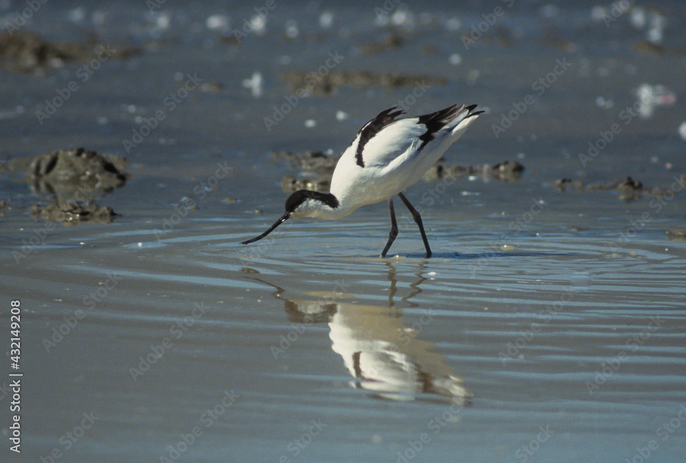 Avocette élégante, Recurvirostra avosetta, Pied Avocet Avocette élégante, Recurvirostra avosetta, Pied Avocet