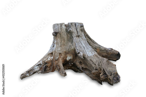 Stump dead tree isolated on white background. This has clipping path.  