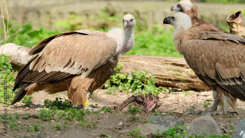 African Vulture Eating Meat From Dead Animal in zoo park African Vulture Eating Meat From Dead Animal in zoo park