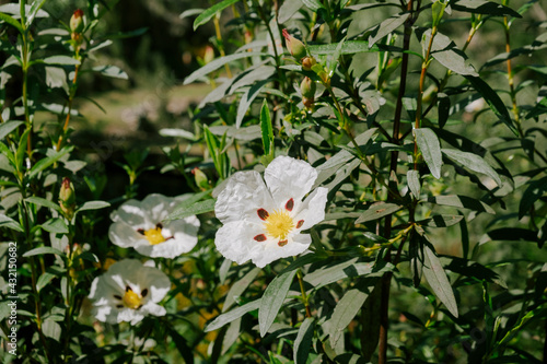 Close up of a wild brown eyed rockrose