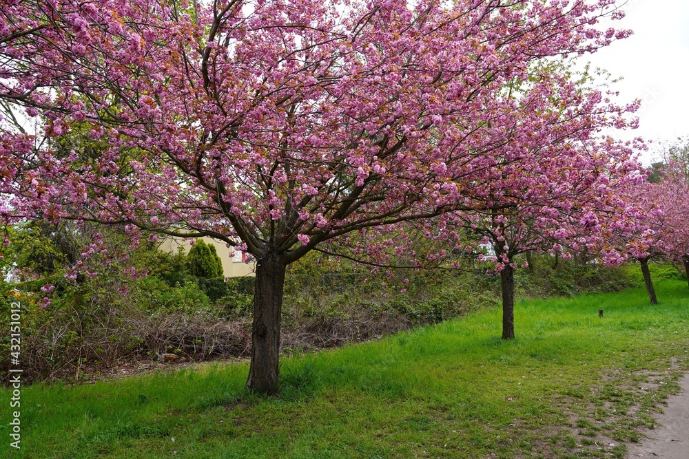 Kirschblüte am Berliner Mauerweg in Teltow, mehrere rosa blühende japanische Kirschbäume auf einem Grünstreifen