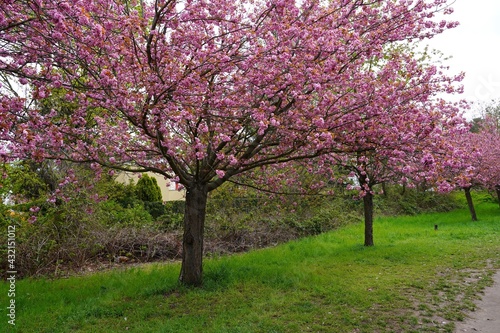 Kirschblüte am Berliner Mauerweg in Teltow, mehrere rosa blühende japanische Kirschbäume auf einem Grünstreifen