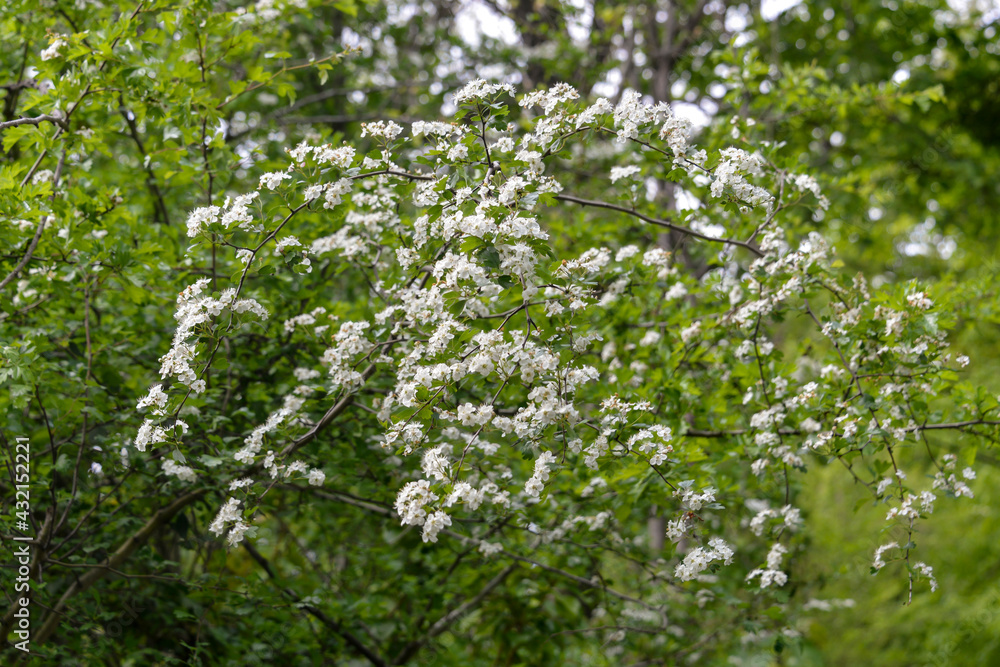 Fototapeta premium Aubépine, Crataegus monogyna