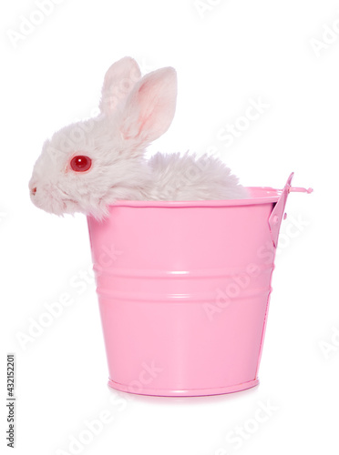 White rabbit in a pink bucket © Chris Brignell