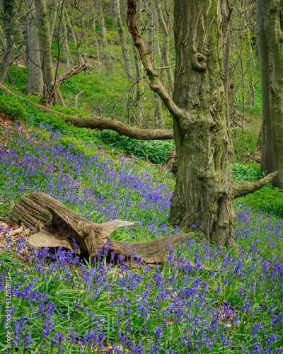 Bluebells blooming in Bothal Woods in the county of Northumberland, England, UK.