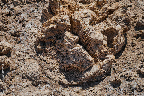 petrified dead coral on the shore of the red sea close up © Владимир Тачанский