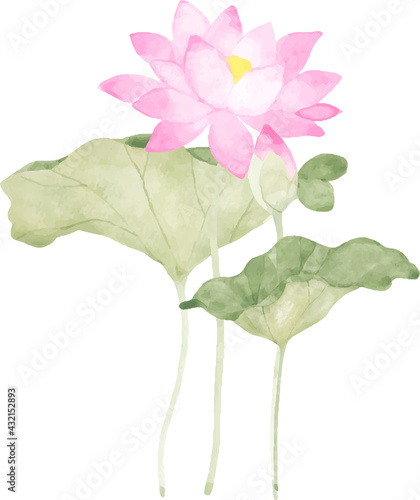 水彩で描いた蓮のイラスト
